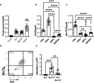 Differential regulation of lung homeostasis and silicosis by the TAM receptors MerTk and Axl